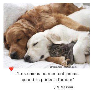 1037 Amour Chien Chat 300 300 Jpg Atmosphere Citation