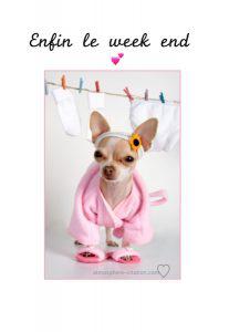 1053 chihuahua chien peignoir 1 207x300