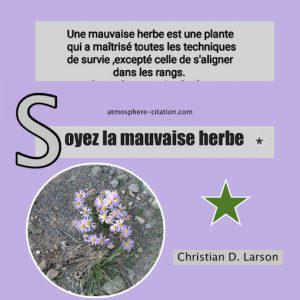 1472 mauvaise herbe plante 300x300