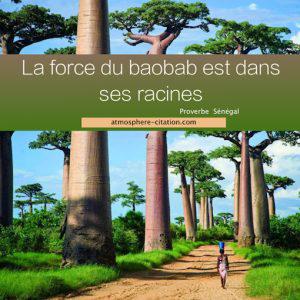 3759 madagascar baobab afrique 300x300