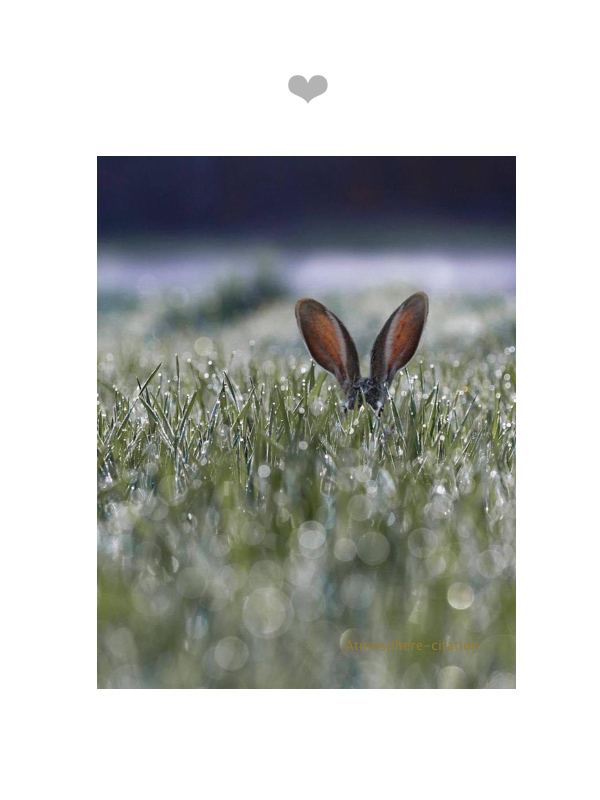 lapin